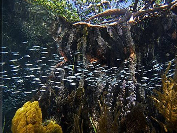 Snorkeling at Mangroves