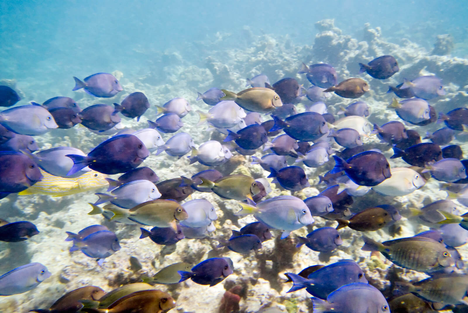 Snorkeling offers many sights