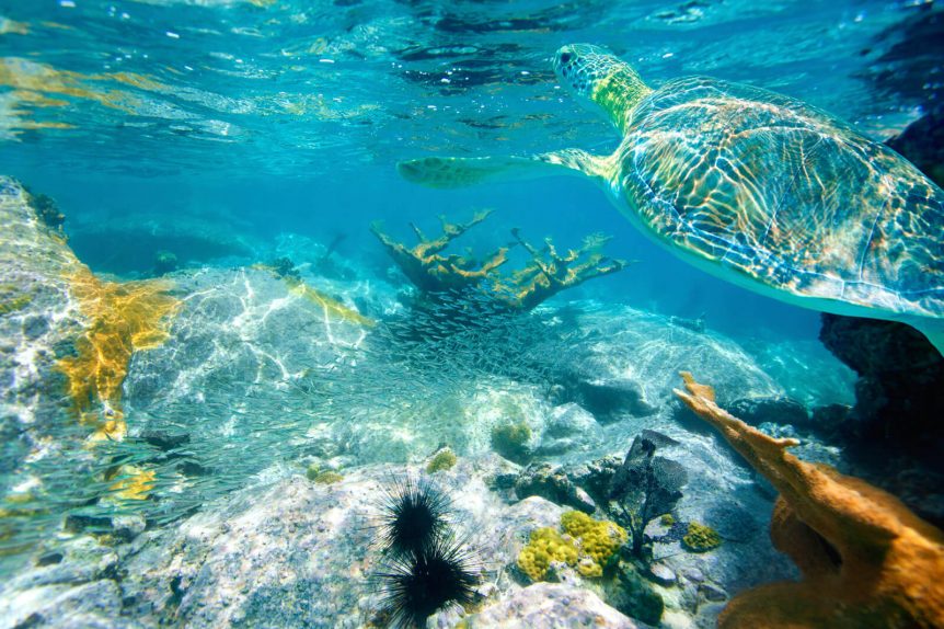 Snorkel alongside sea turtles