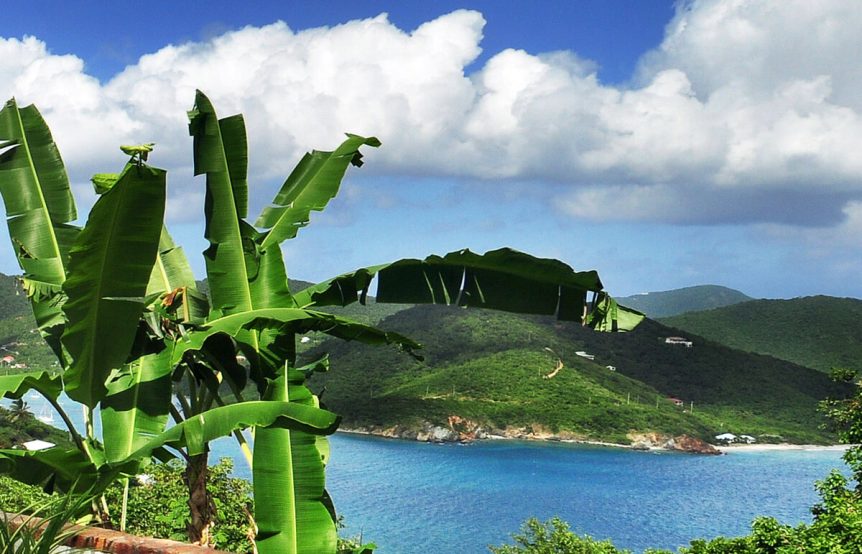 View with banana trees