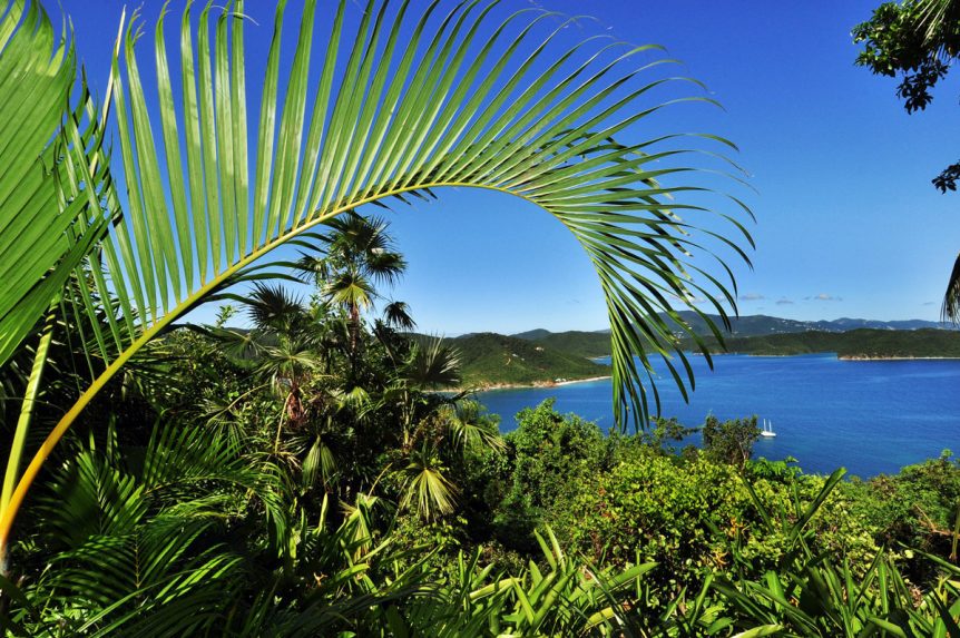 View with palm fronds