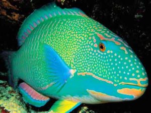 large-parrotfish