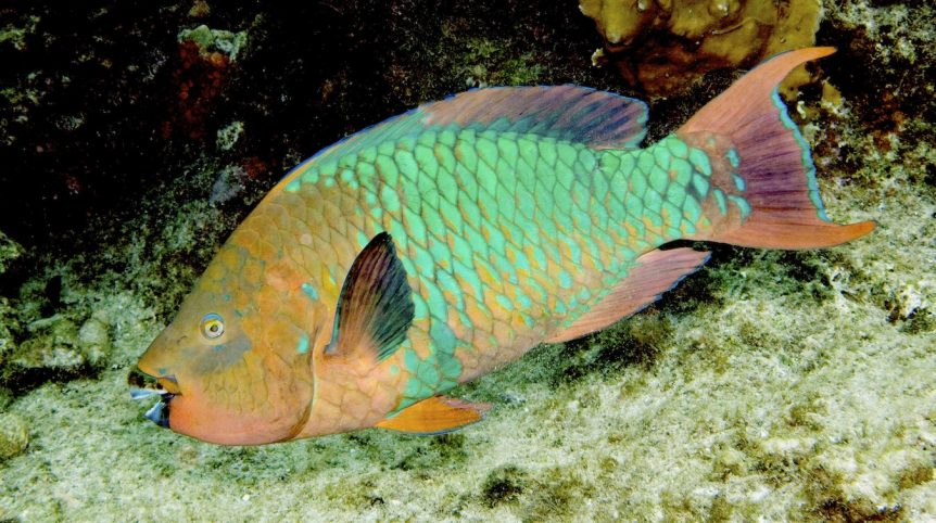 snorkeling on St. John