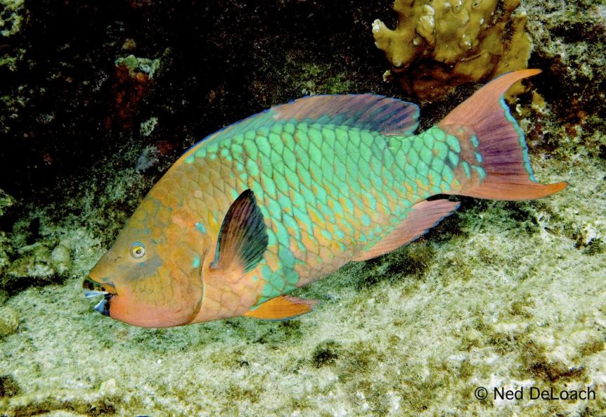 snorkeling on St. John