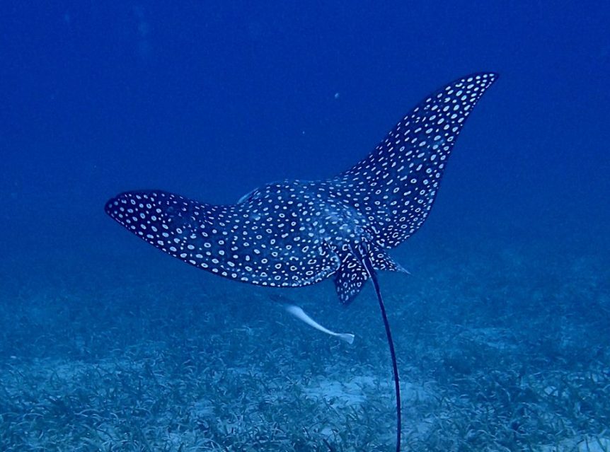 Scuba diving virgin islands eagle ray