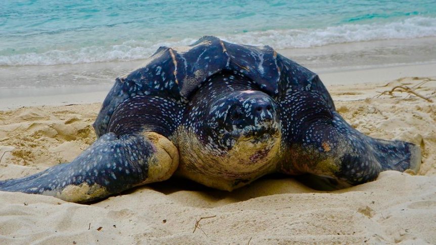 National Park St. John: Leatherback Sea turtle.
