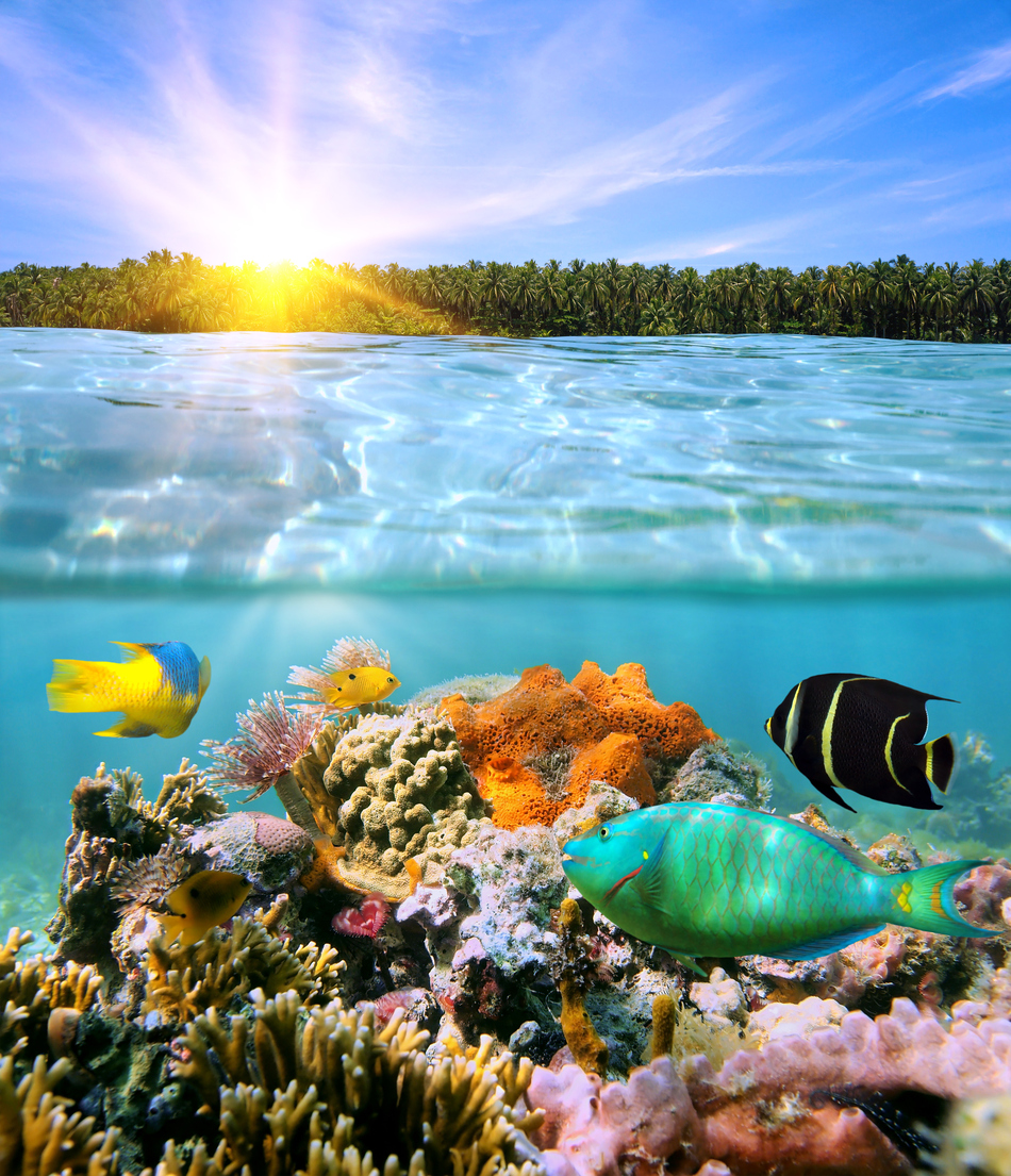 Sunset and colorful underwater marine life - Calabash Cottages