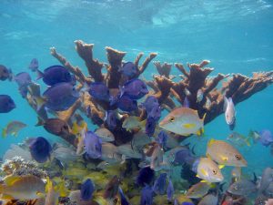 Coral Reef Protection Seminar @ Cinnamon Raintree Cafe