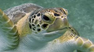 Turtle Talk @ Cinnamon Raintree Cafe